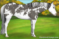 Horse Color:White Spotted Brown Dun Splash 