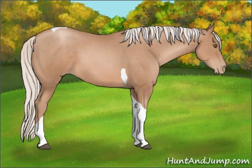 Horse Color: Unknown 