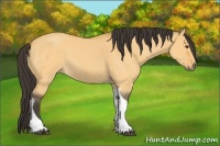 Horse Color:Buckskin Roan Dun Tobiano 