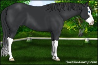 Horse Color:Black Splash 