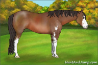 Horse Color:Bay Sabino 