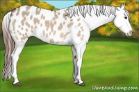 Horse Color:Bay Dun Blanket 