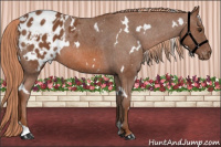 Horse Color:White Spotted Liver Chestnut Blanket 