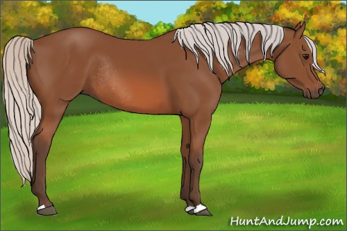 Horse Color: Silver Bay Rabicano 
