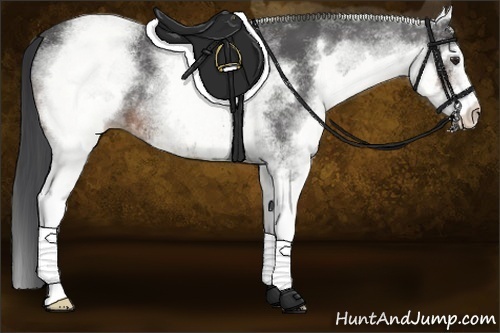 Horse Color:White Spotted Brown 