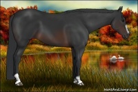 Horse Color:Brown Sabino