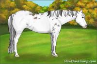 Horse Color:Grullo Sabino 