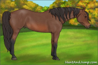 Horse Color:Bay Roan 