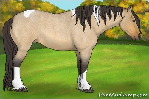 Horse Color:Buckskin Roan Dun Tobiano 