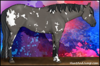 Horse Color:White Spotted Grullo