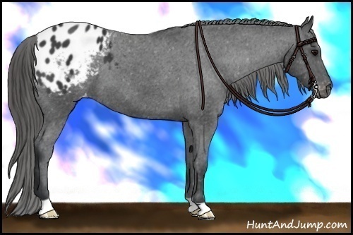 Horse Color: Black Blanket 