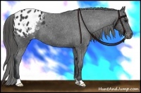 Horse Color:Black Appaloosa