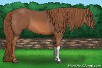 Horse Color:Liver Chestnut 
