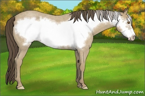 Horse Color:Classic Cream Champagne Roan Frame 