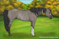 Horse Color:Grullo Rabicano 