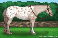 Horse Color:Sable Champagne Appaloosa 