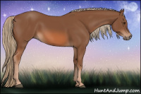 Horse Color:Liver Chestnut Rabicano 