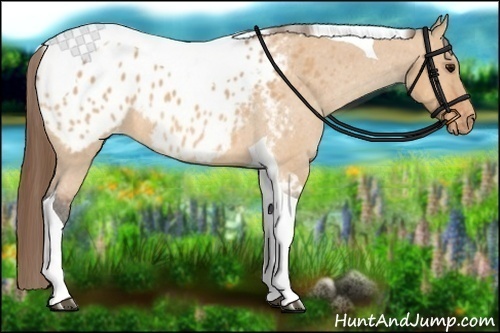 Horse Color:Bay Dun Tobiano Blanket