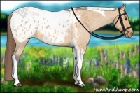 Horse Color:Bay Dun Tobiano Blanket 