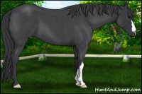Horse Color:Blue Roan 