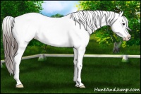 Horse Color:Brown Roan Snowcap 