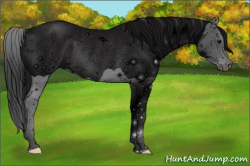 Horse Color: ERROR: UNKNOWN ANOMALY