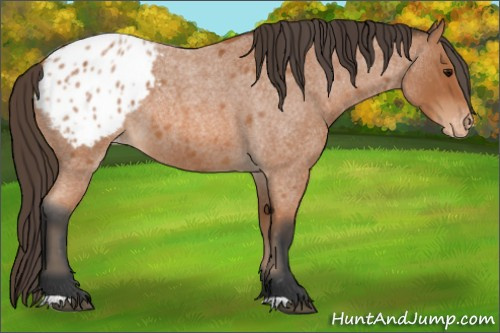 Horse Color:Bay Roan Appaloosa