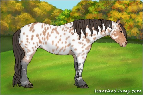 Horse Color:Bay Roan Near Leopard 