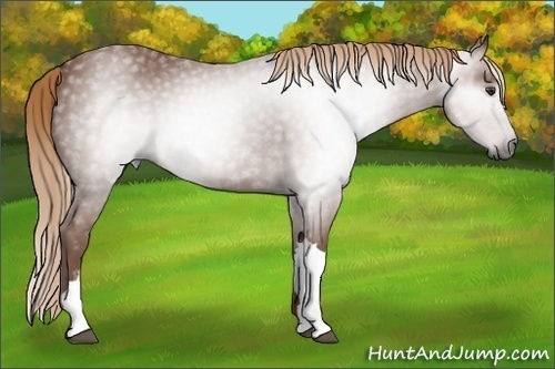 Horse Color:Gray Chestnut 