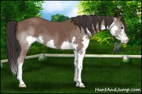 Horse Color:Bay Splash 