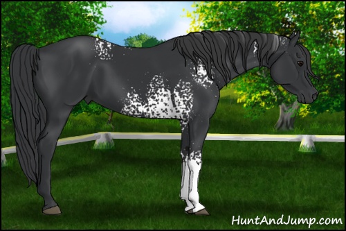 Horse Color: White Spotted Black 