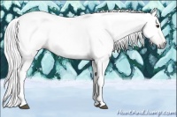 Horse Color:Gray Chestnut 