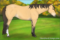 Horse Color:Buckskin 