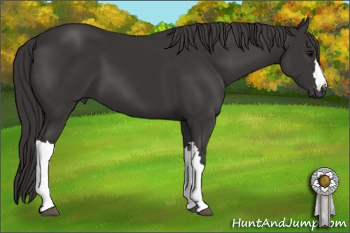 Horse Color: Smoky Black 