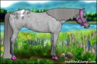 Horse Color:Blue Roan Appaloosa 
