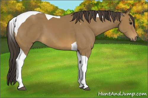 Horse Color: Buckskin Tobiano 