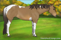 Horse Color:Buckskin Tobiano 