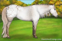 Horse Color:Gray Palomino Roan Blanket