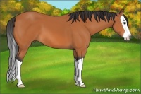 Horse Color:Bay Splash 