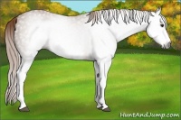 Horse Color:Gray Chestnut Splash Frame 
