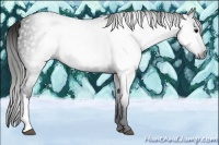 Horse Color:Gray Black 