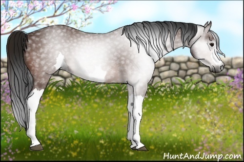 Horse Color:Gray Bay 