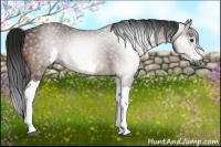 Horse Color:Gray Bay 