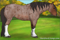 Horse Color:Bay Roan 