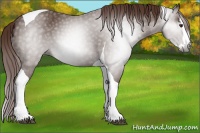 Horse Color:Gray Chestnut Splash Tobiano