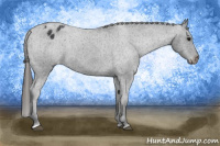 Horse Color:Black Appaloosa