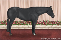Horse Color:Black Blanket 