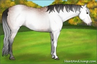 Horse Color:Gray Bay 