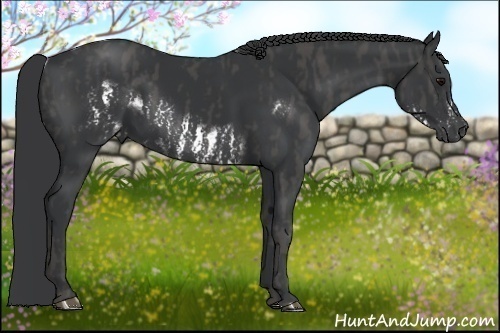 Horse Color:Black Splash Frame Brindle