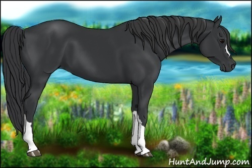 Horse Color:Black 
